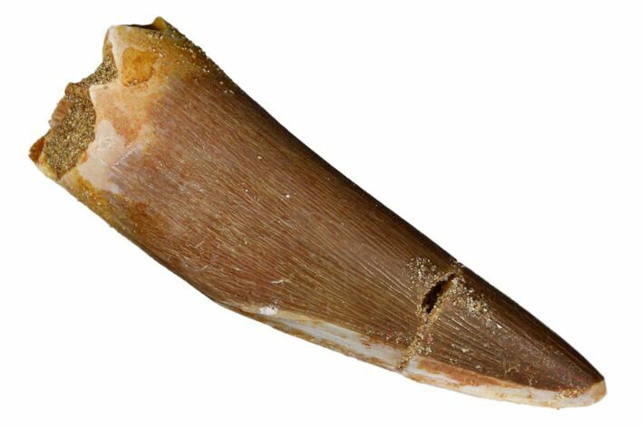 Fossil Plesiosaur (Zarafasaura) Tooth - Morocco #186217